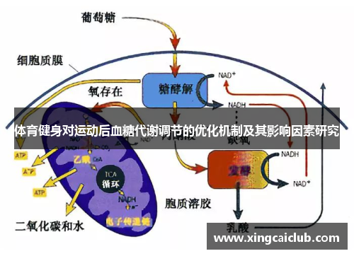 体育健身对运动后血糖代谢调节的优化机制及其影响因素研究