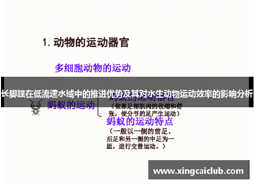 长脚蹼在低流速水域中的推进优势及其对水生动物运动效率的影响分析