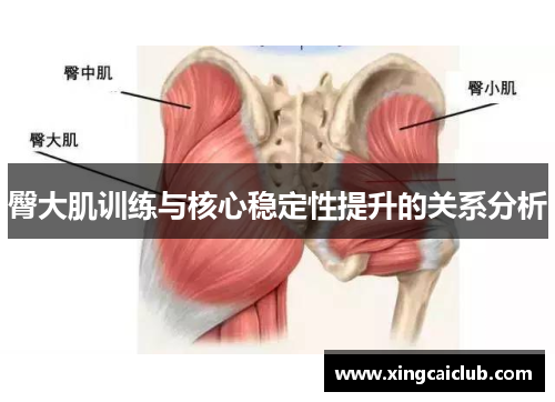 臀大肌训练与核心稳定性提升的关系分析