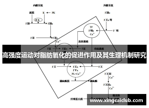 高强度运动对脂肪氧化的促进作用及其生理机制研究