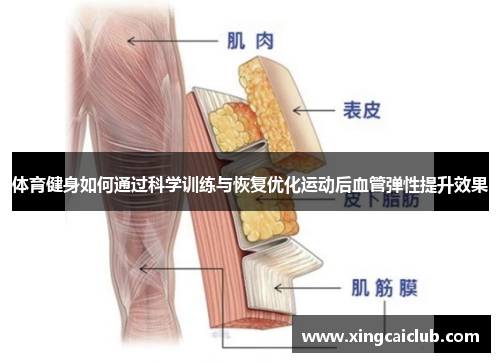 体育健身如何通过科学训练与恢复优化运动后血管弹性提升效果